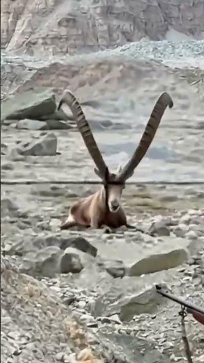Majestic Ibex Down in ONE Bullet! 😱 #hunting #huntingshorts #viralshort #aiart