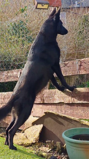 k9 Gibbs Puts in the Hours #dogs #malinois #k9