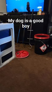 8.3K views · 96 reactions | Monitor lizard comes when he's called! #monitorlizard #raptor #komodo #dinosaur #lizard #gecko #reptiles #bestfriend #pets | Joey Josselson | Facebook