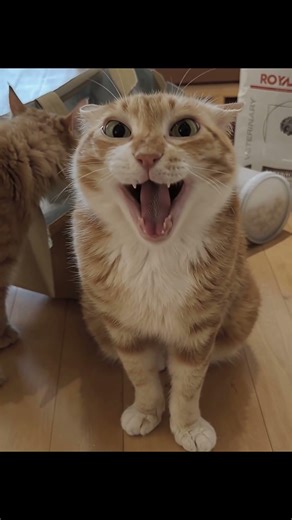 This Cat’s Laugh Will Make Your Day 😂🐱 | Funniest Cat Moment Ever