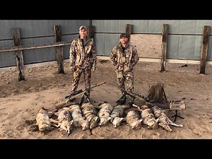 COYOTE TOUR DAY 9 "9 COYOTE DAY!"