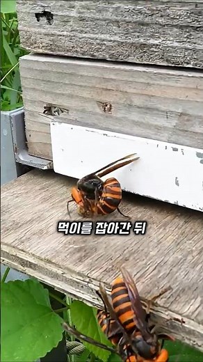 말벌 추적 끝에 드러난 둥지의 최후