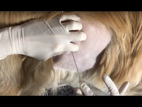 How To Perform Pericardiocentesis in a Dog │Veterinary Emergency Procedures