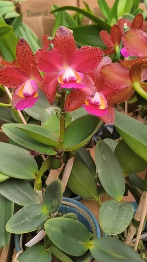 Bom dia 😙 Paz saúde e prosperidade 🙏 Muitas novidades e cattleyas Durigan Orquidário Coroados Suelen Fernandes | Orquidário Coroados Suelen Fernandes