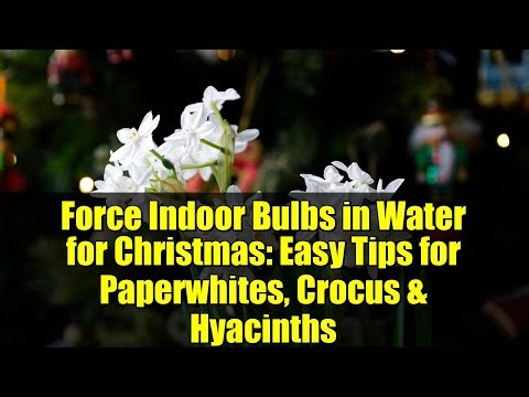 Force Indoor Bulbs in Water for Christmas: Easy Tips for Paperwhites, Crocus & Hyacinths