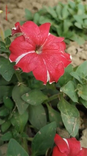 Nature's Beauty: The Red Star Petunia🏵️🏵️