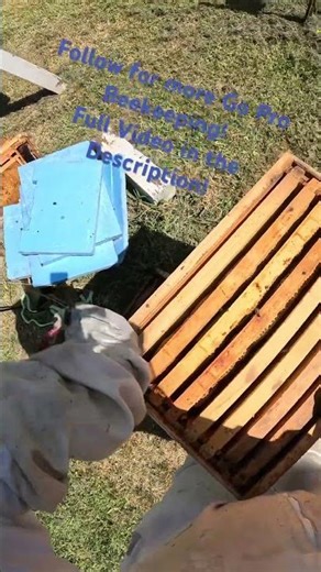 Why I Still Smoke Calm Bees | Beekeeping