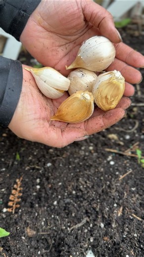4 comments | 龍If you only plant one thing this Fall, make it garlic…...
