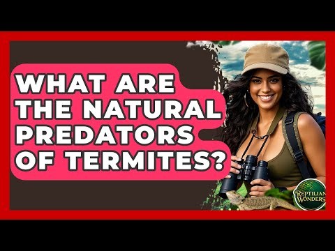What Are The Natural Predators Of Termites? - Reptilian Wonders