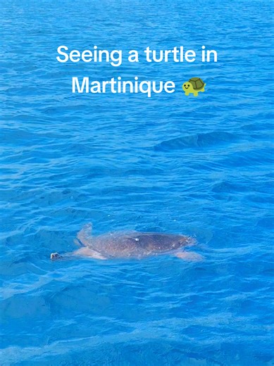 The most perfect end to a beautiful day 🐢🫶🇲🇶 I'm in love with Martinique 🥹 #turtle #martinique #sailing