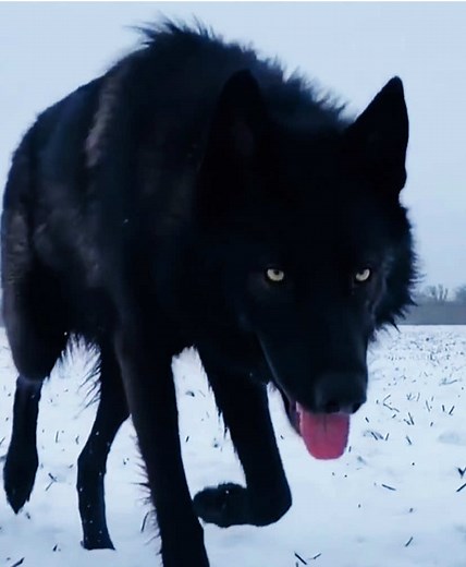 Black Wolf: The Apex Predator of the Wilderness