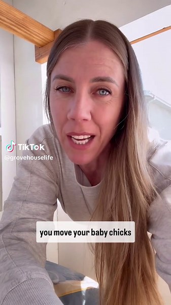 Anyone else have spring chicks coming? #chickensoftiktok🐔 #fresheggs #backyardchickensoftiktok #raisingchicks