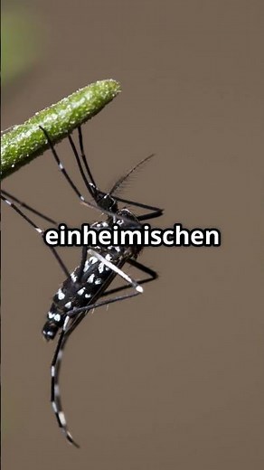The Asian tiger mosquito: More dangerous than you think! 🦟