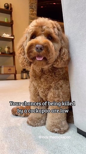 Cockapoos are a designer dog breed that are a cross between a Cocker Spaniel and a Poodle. They are known for being friendly, affectionate, and good with children and other pets. They are also known for being low-shedding and hypoallergenic, making them a popular choice for people with allergies. Cockapoos typically weigh between 13 and 18 pounds and stand between 11 and 15 inches tall. They come in a variety of colors, including black, white, cream, and various shades of brown. They are a small