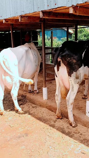 GITHUNGURI DAIRY BREEDERS on TikTok