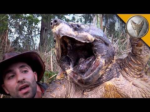 The BIGGEST Turtle You've EVER seen!