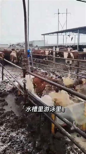 Automatic Cow Washing System | Clean & Healthy Cattle Farming