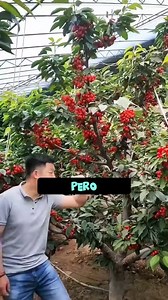 1.2M views · 10K reactions | Sikreto ng mga Chino sa kanilang negosyo | BrodNadz | Facebook