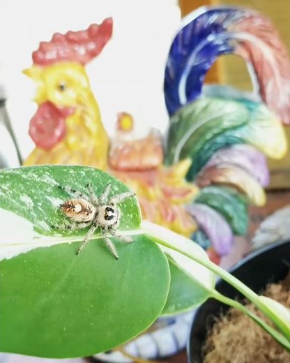 Pet Jumping Spider Head Tilts and Cuddles Are Adorable!