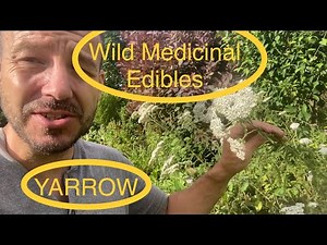 Find and Identify Wild Medicinal Herbs - Yarrow Achillea millefolium
