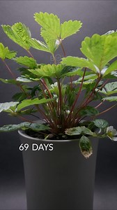 644K views · 9.7K reactions | Wild Strawberry (Infested With Thrips) https://boxlapse.info/ | Boxlapse | Facebook