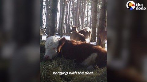 Cow Who Escaped Farm Survives Winter With Wild Deer