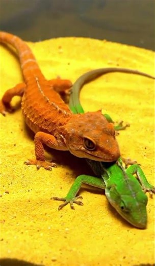 Crested Gecko vs Green Anole 🦎💥”#MicroPredatorTV #CrestedGecko #AnimalEncounter #USAContentCreator