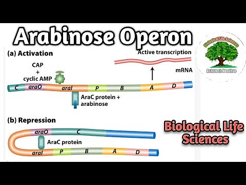Arabinose Operon