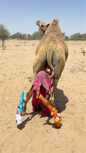 الحياة في خطر في الرياضة: عندما دخلت الفتاة تحت أرجل الجمل، ثم حدث ما كانت تخشاه!