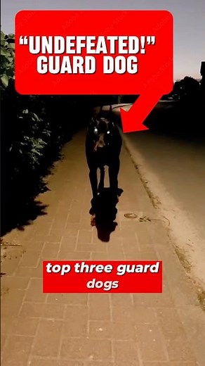 THESE are the 3 BEST Guard Dogs?! 🤯