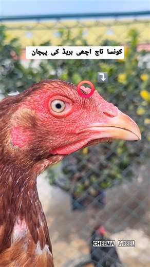 Cheema Aseel on Instagram: "Aseel Rooster Crown Details 👑🐓| Pure Breed Signs 👌🏻 ✨️ #aseel #cheema_aseel #instagramreels"