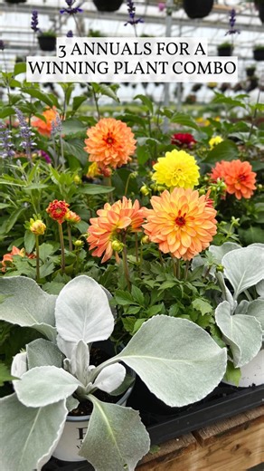 🌼 3 annual plants for a winning combination in your garden beds or containers. | Amsterdam Garden Centre