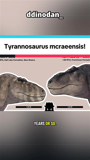 Replying to @kole._.thompson Tyrannosaurus mcraeensis! Also we are in a hotel again! #dinotok #dinosaur