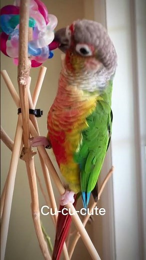 Conure sound Talking