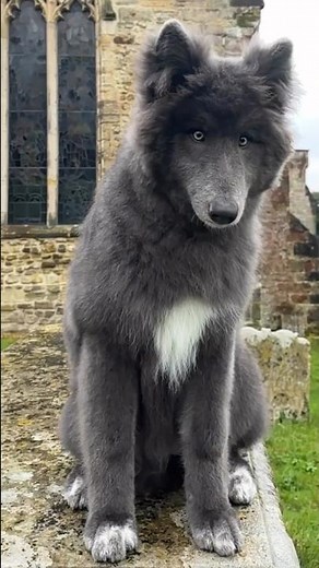 Scary Wolf in Graveyard
