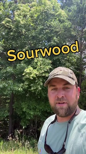 Sourwood! #plantnative #nativeplanttok #CompleteMyLook #alabama #savingecosysytem #wildlifeconservation