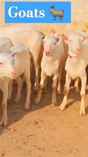 #animals #goat ,How to Start Goat Farming for Beginners