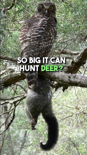This Owl Hunts Deer?! Largest Owl In The World! 🦉
