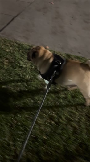 The city sleeps… but I’m on the sniffing squad 🐶✨” ✅ Funny playful personality #puglife #pug #rescuedog #walking | Pugs & Frenchies Cozy Life