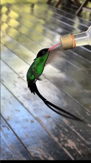 Red-billed streamertail hummingbird