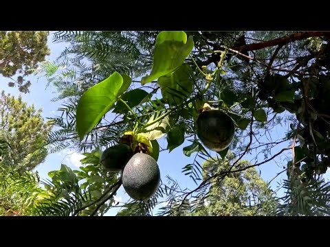 Running water faucet sound effects | Relaxing water tap sounds | White Noise #asmr