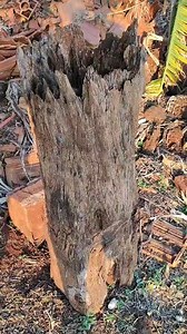 3.5K views · 46 reactions | Toco Com Abelhas | Tv Pardau | Facebook