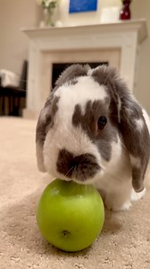 First taste of apple 🍏 straight from the source! Normally, it's applesauce for me, but today's a special treat. 🐰 Remember, bunnies should enjoy fruits like this in moderation! | Bini the Bunny