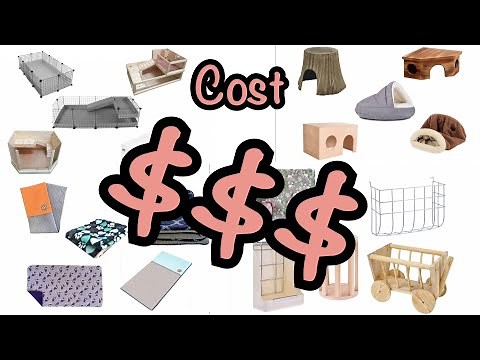 How much does a guinea pig cost?