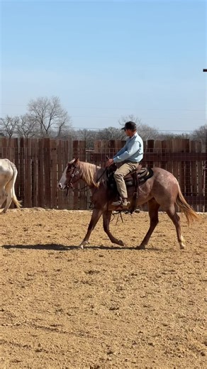 Slow and steady work on Rosie, a 2 year old by Rusty Blue Metallic 🤠 #coltstarting #cuttinghorses