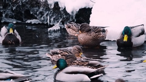 clip-4007017059-many-ducks-swimming-cold-water-by-snow-covered
