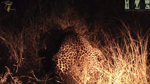 WILDlife: Leopards Pairing At Night