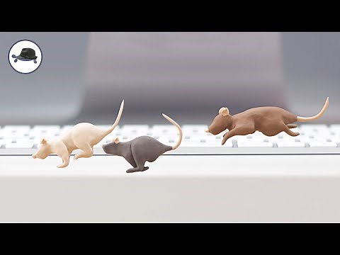 RAT RACE (Stop Motion Animation)
