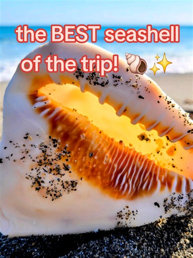 QUEEN HELMET SHELL 😍🐚🙌🏼 #shelling #seashells #jupiterfl | pink seashell