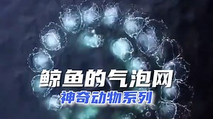 神奇动物：鲸鱼的斐波那契螺旋气泡网